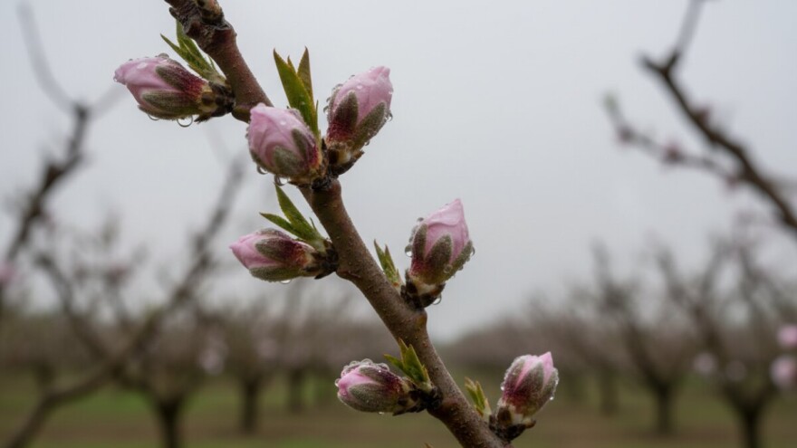 Zaštitite breskve i nektarine!
