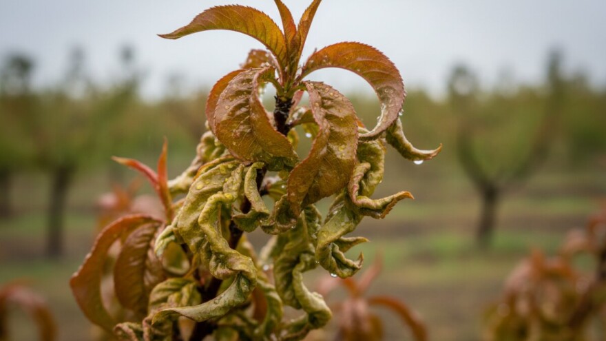 Zaštitite breskve i nektarine od kovrčavosti lista