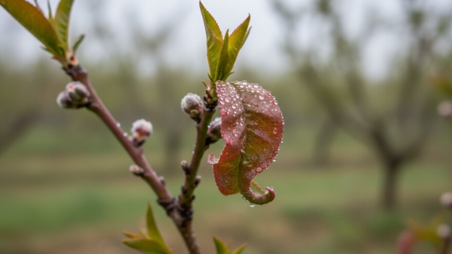 Zaštitite breskve i nektarine od kovrčavosti lista