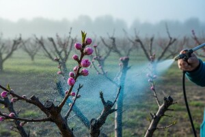 Zaštitite breskve od kovrčavosti lista