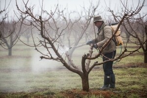 Zaštitite breskve početkom vegetacije