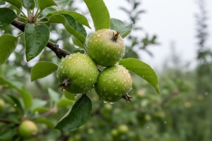 Zaštitite jabuke i kruške!
