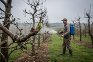 Zaštitite jabuke i kruške!