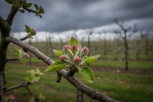 Zaštitite jabuke i kruške prije nadolazeće kiše