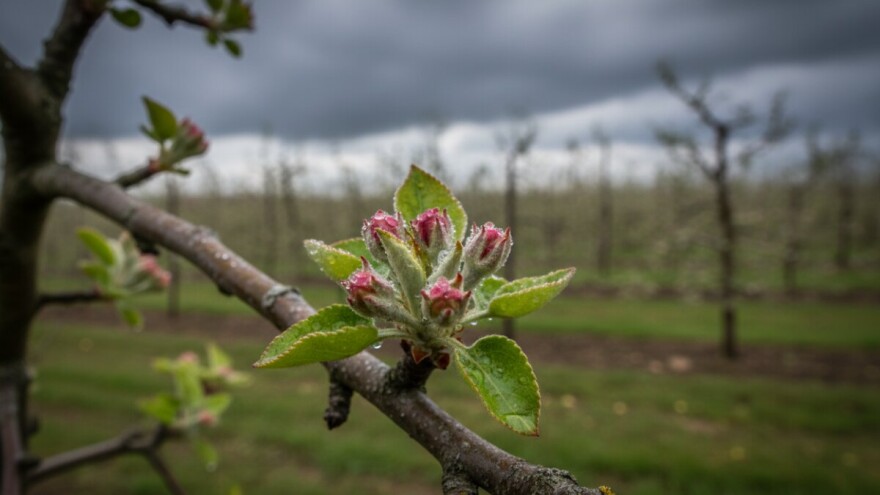 Zaštitite jabuke i kruške prije nadolazeće kiše