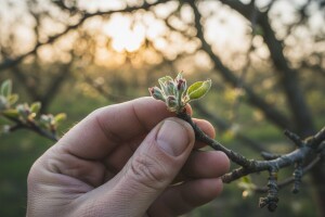 Zaštitite jabuke od krastavosti i štitastih ušiju!