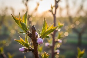 Zaštitite koštićave vrste od kovrčavosti lista