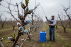 Zaštitite koštičavo voće!