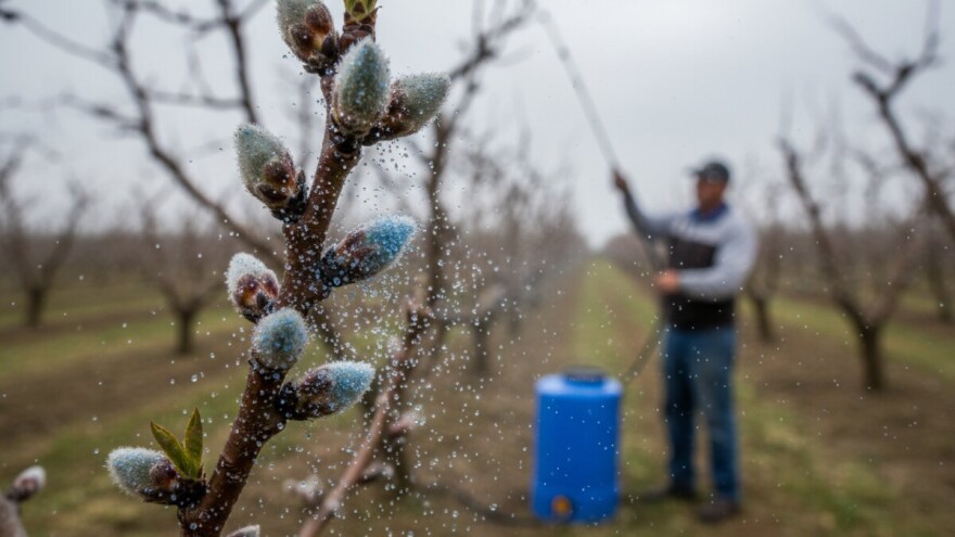 Zaštitite koštičavo voće!