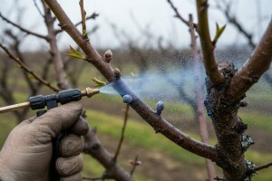Zaštitite koštičavo voće!
