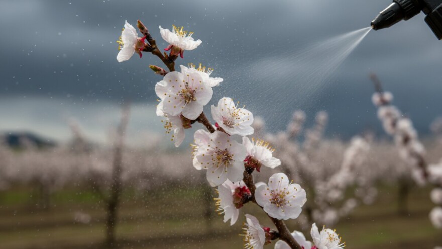 Zaštitite koštičavo voće!