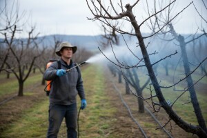 Zaštitite koštičavo voće!