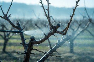 Zaštitite koštičavo voće!