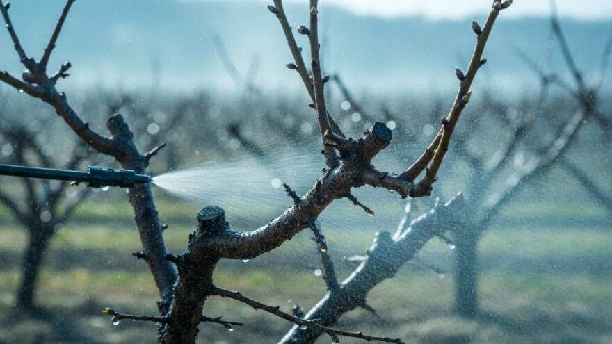 Zaštitite koštičavo voće!