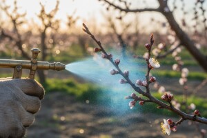 Zaštitite koštičavo voće!