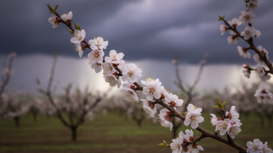 Zaštitite koštičavo voće