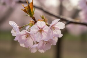 Zaštitite koštićavo voće