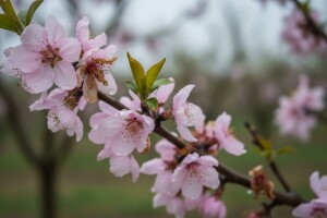 Zaštitite koštičavo voće!