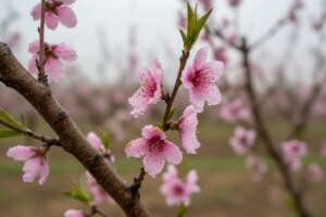 Zaštitite koštičavo voće!