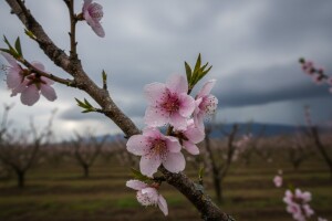 Zaštitite koštičavo voće!