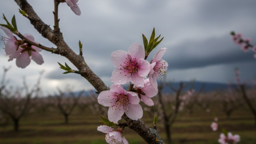 Zaštitite koštičavo voće!