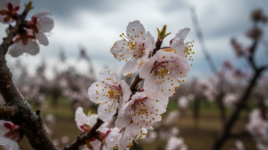 Zaštitite koštičavo voće!