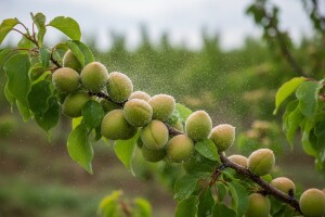 Zaštitite koštićavo voće!