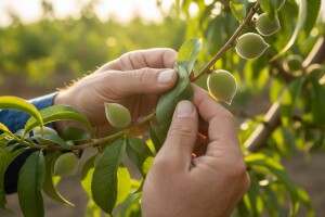 Zaštitite koštićavo voće!