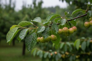 Zaštitite koštićavo voće!