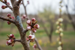 Zaštitite koštićavo voće