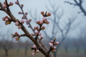 Zaštitite koštićavo voće
