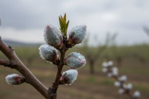 Zaštitite koštičavo voće!