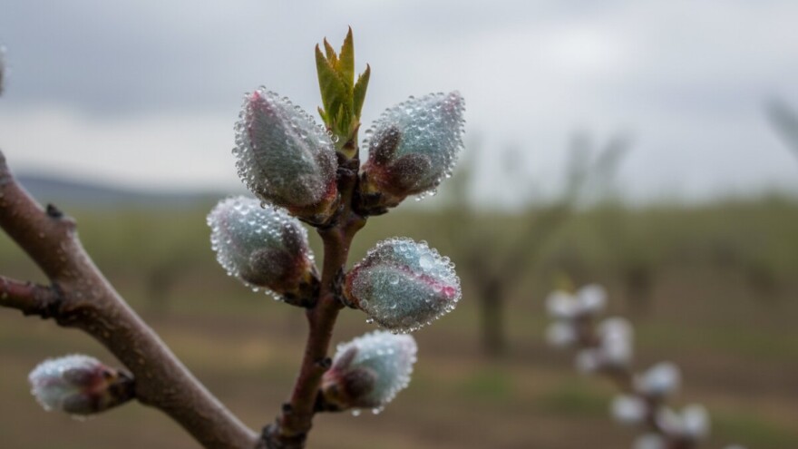Zaštitite koštičavo voće!