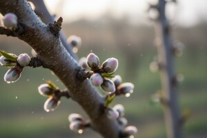 Zaštitite koštičavo voće!