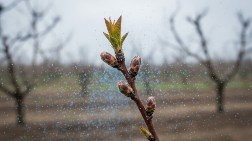 Zaštitite koštičavo voće!