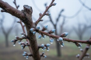 Zaštitite koštičavo voće!