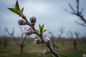 Zaštitite koštićavo voće i američke borovnice