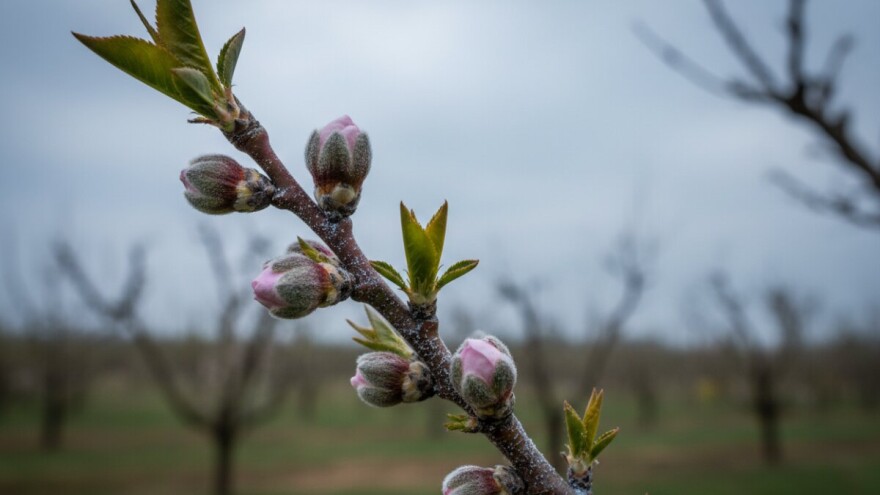 Zaštitite koštićavo voće i američke borovnice