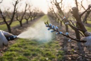 Zaštitite koštićavo voće od kovrčavosti lista