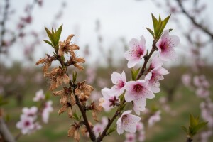 Zaštitite koštićavo voće od monilije