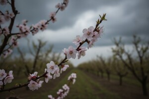 Zaštitite koštičavo voće prije kiša