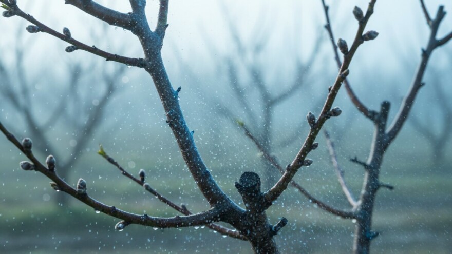 Zaštitite koštićavo voće prije kretanja vegetacije