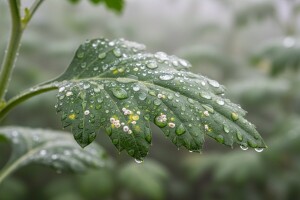 Zaštitite krizantemu od bijele hrđe!