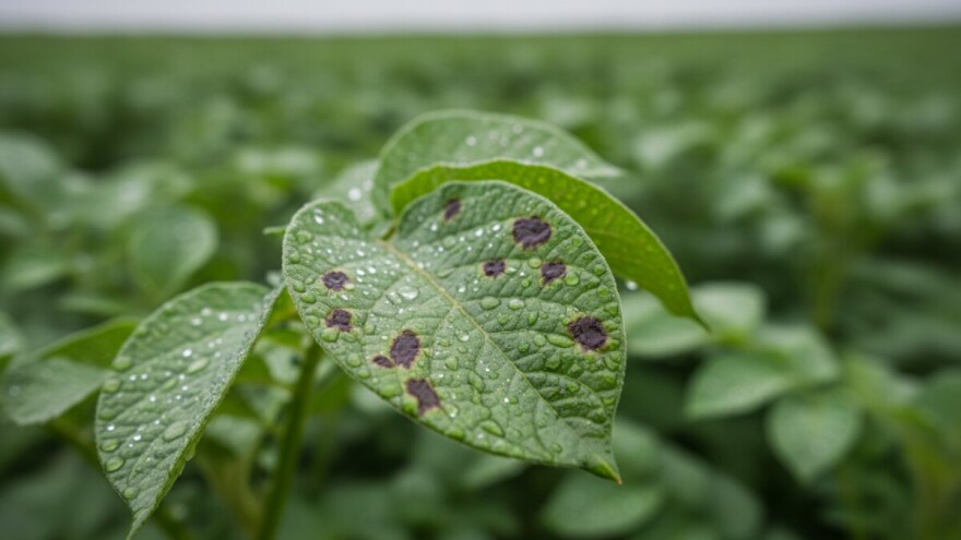 Zaštitite krumpir od plamenjače