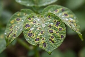 Zaštitite krumpir od plamenjače