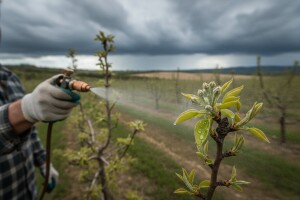Zaštitite kruške i jabuke od mrljavosti lista i krastavosti ploda