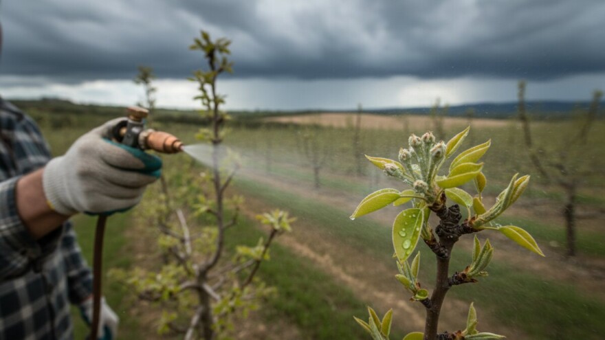 Zaštitite kruške i jabuke od mrljavosti lista i krastavosti ploda