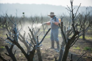 Zaštitite mandarine pravovremeno!