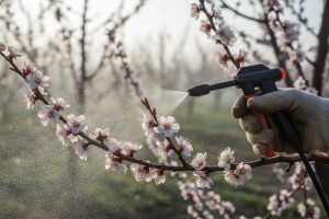 Zaštitite marelice od paleži cvijeta i mladica