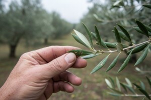 Zaštitite masline od bolesti paunovog oka